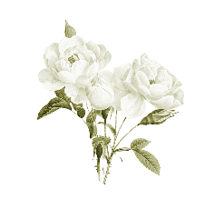 https://cdn-proxy.viding.co/EnKr_62W9rbKQ-W-DXWGaqk63AWcglaP6Yo2B_H_WYU/rs:fit:0:0/f:png/q:65/aHR0cHM6Ly9jZG4tYnVpbGRlci52aWRpbmcuY28vMjcxMjEvUm9zZS0zLnBuZw.png