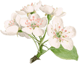 https://cdn-proxy.viding.co/GOkNrHKS68CU4RRhnKYCqO4Dltg3r5Wek8C6fHA2pPM/rs:fit:0:0/f:png/q:65/aHR0cHM6Ly9jZG4tYnVpbGRlci52aWRpbmcuY28vMzU0MzQvV2hpdGUtRmxvd2VyLnBuZw.png