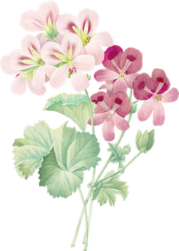 https://cdn-proxy.viding.co/_dz64JVG3-fMD_cLC8bT9sn7__r3ddgw1psRRZxbqSI/rs:fit:0:0/f:png/q:65/aHR0cHM6Ly9jZG4tYnVpbGRlci52aWRpbmcuY28vMzEwOTQvRmxvd2VyLTQucG5n.png