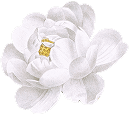 https://cdn-proxy.viding.co/iZ-wGTLyXbby4NcG-B3dNio3gQV2EU1EEn_IYM7aJAo/rs:fit:0:0/f:png/q:65/aHR0cHM6Ly9jZG4tYnVpbGRlci52aWRpbmcuY28vMjM3NzMvV2hpdGUtcm9zZS1jb3B5LTEucG5n.png