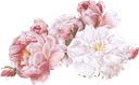 https://cdn-proxy.viding.co/u4TIZ7e2d413m9rCnJEhM9Mc245zQQv1FdmmJPMx-sU/rs:fit:0:0/f:png/q:65/aHR0cHM6Ly9jZG4tYnVpbGRlci52aWRpbmcuY28vMjM4MTYvUm9zZS5wbmc.png