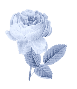 https://cdn-proxy.viding.co/zYNOvMyJ-WEb8-Mm_OfB1jv04PgCKA4HmgaiyHtb3YE/rs:fit:0:0/f:png/q:65/aHR0cHM6Ly9jZG4tYnVpbGRlci52aWRpbmcuY28vMzA5MjMvUm9zZS1jb3B5LTEucG5n.png